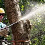 Top Arborist Professionals Tree Care Experts For Healthy Landscapes